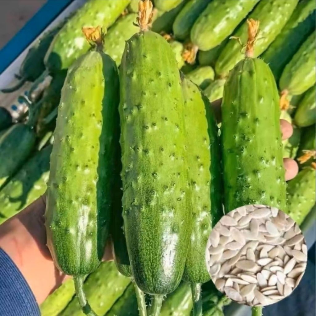 5 Biji Benih Timun Ucil Benih Timun Mini Import Tanaman Sayuran Unggul