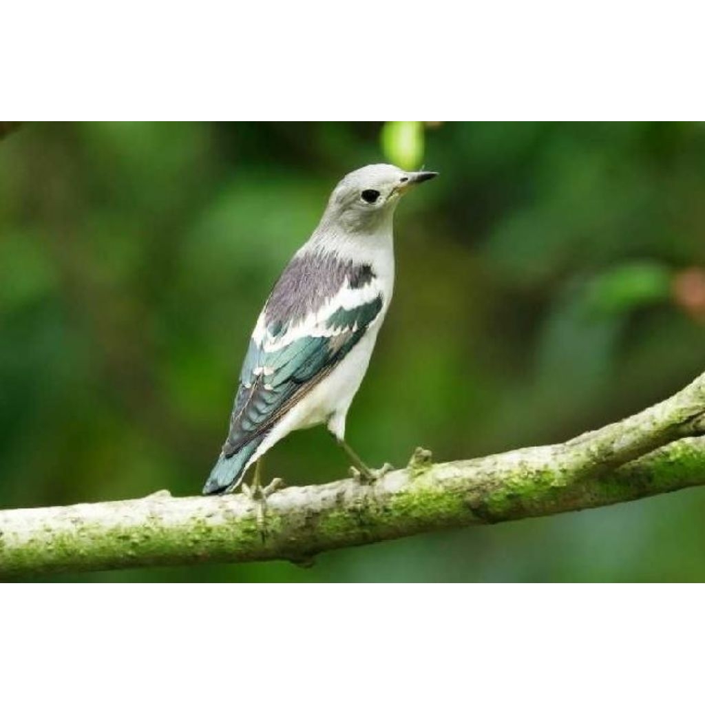 burung jalak kapas jantan rajin bunyi voer total