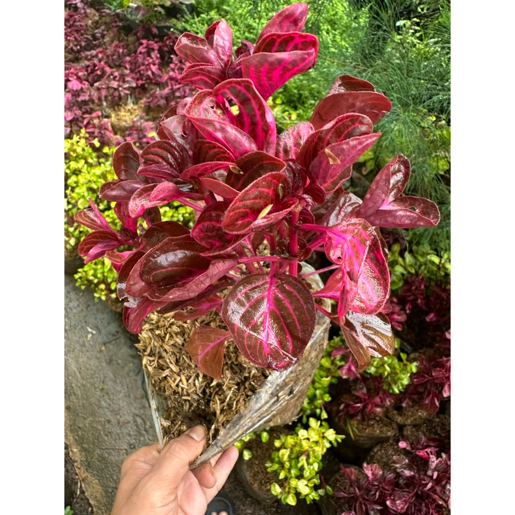 tanaman miana mangkok merah super rimbun