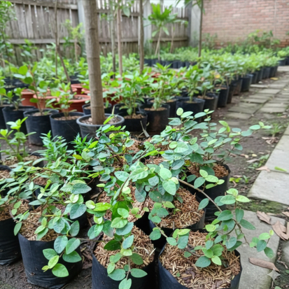 Bibit Dolar Mini Rambat Tanaman Pagar Merambat