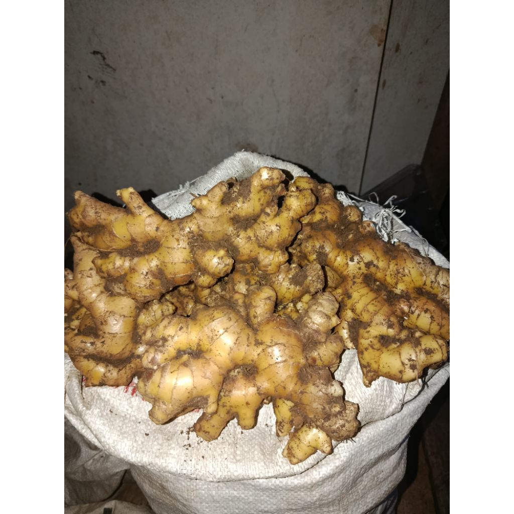 Jahe segar jahe gajah 1 kg