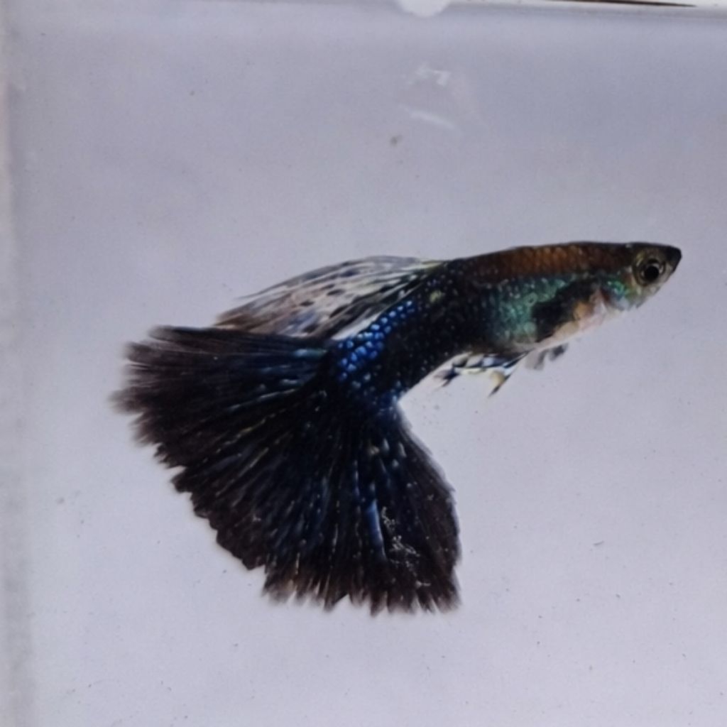 Hiasan Aquarium Guppy Blue Dragon Satu Pasang Jantan dan Betina Ukuran Induk