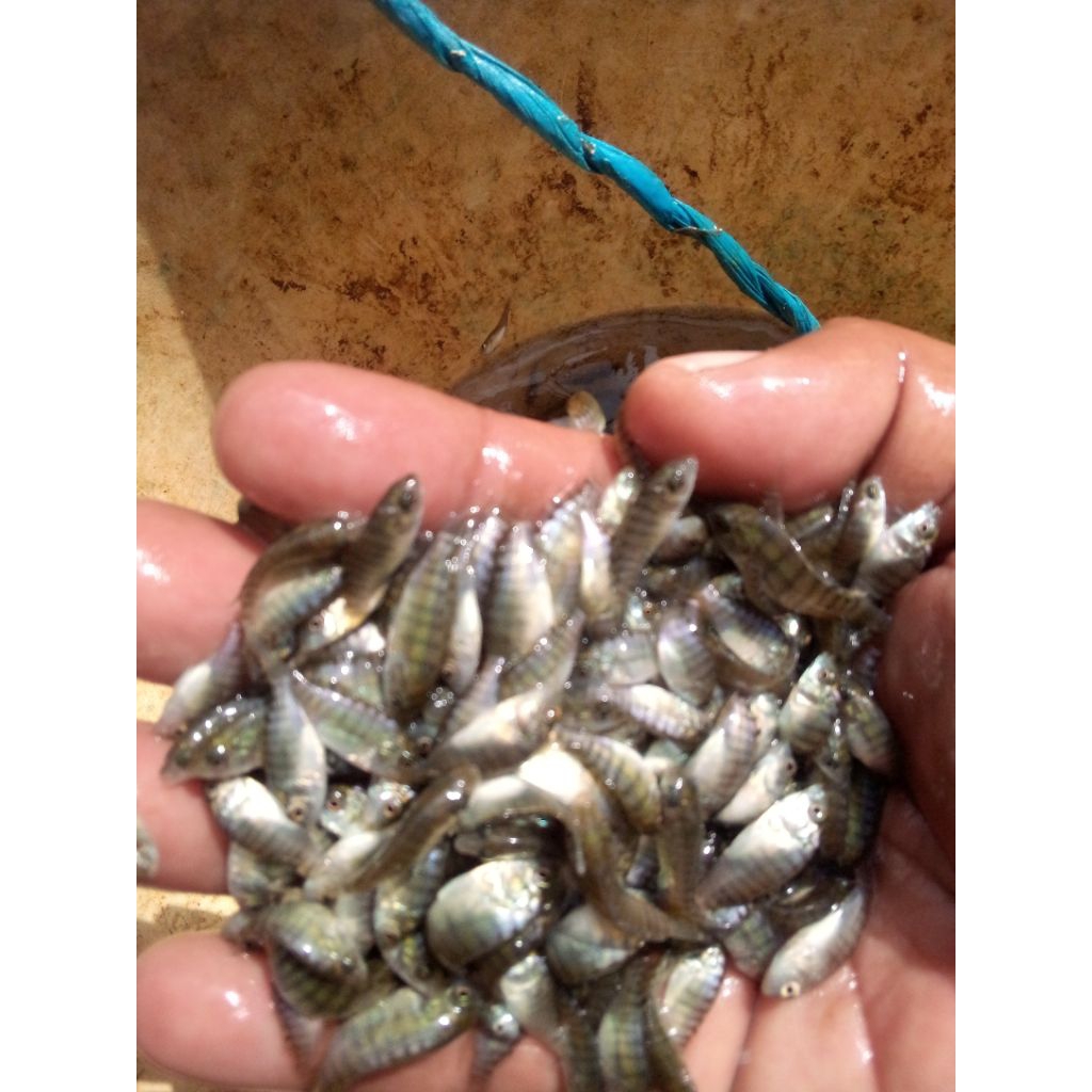 bibit ikan nila NIRWANA terbaik isi 500 ekor gratis pakan .
