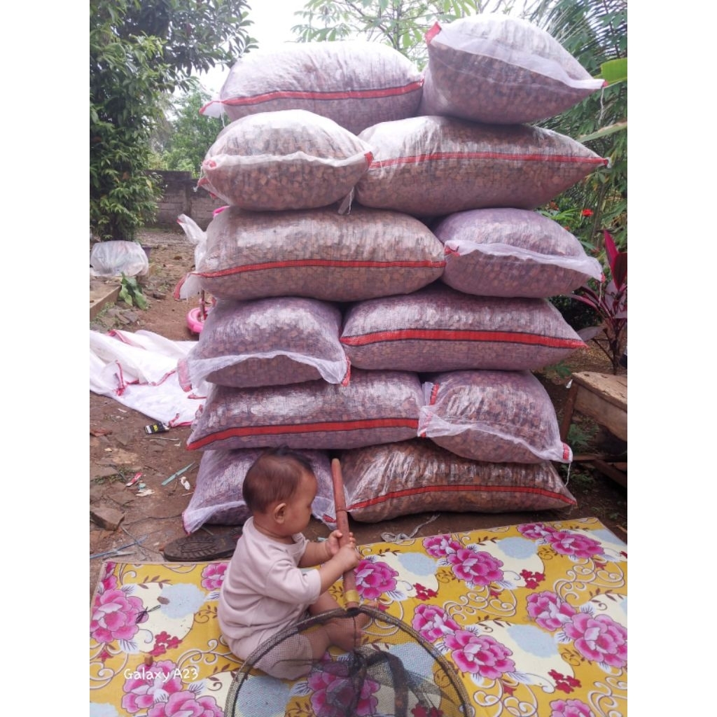 cocochip media tanam