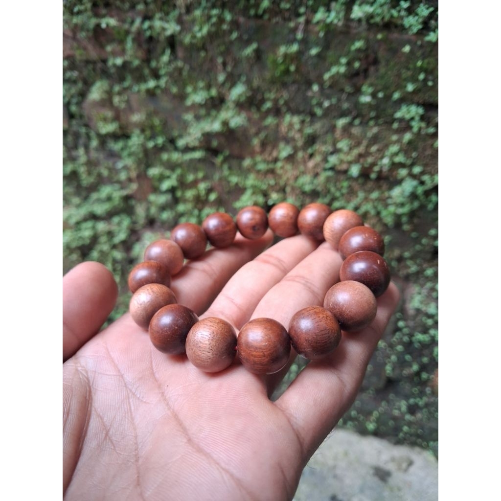 GELANG KAYU GALIH STIGI MATI NGURAK
