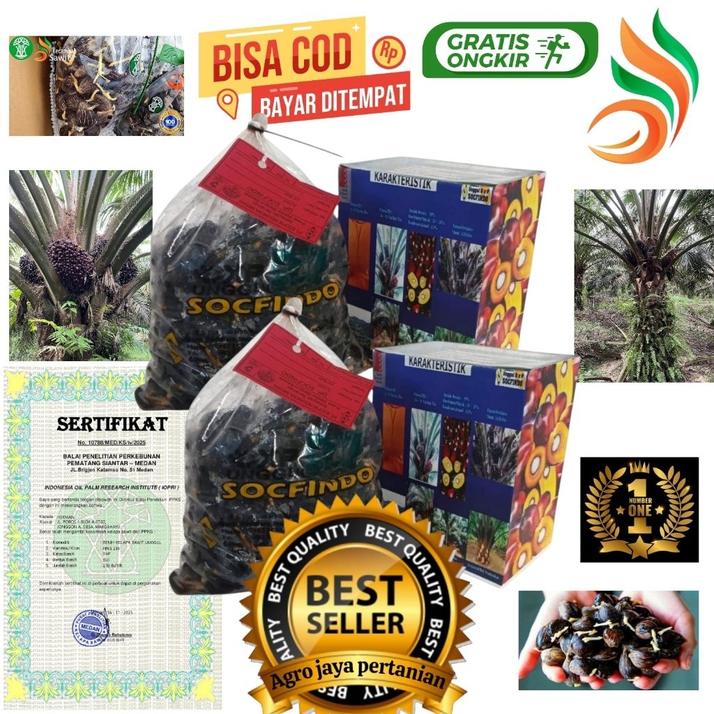 Bibit benih kecambah sawit unggul SOCFINDO + Bersertifikat resmi isi 250 butir