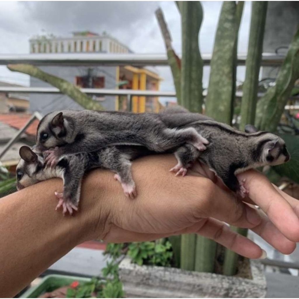 SUGAR GLIDER satu pasang Mozaik 650K, FREE PERLENGKAPANNYA