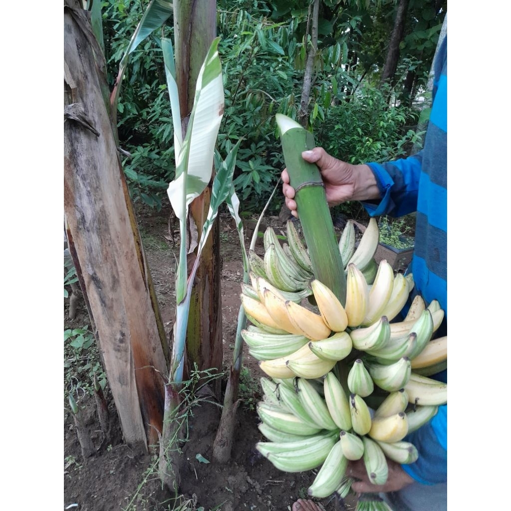 Bibit pisang varigata