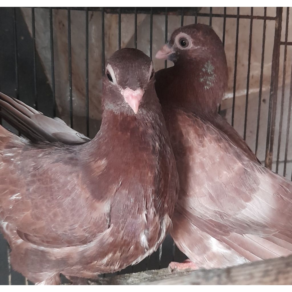 BURUNG MERPATI HIAS WINA SEPASANG