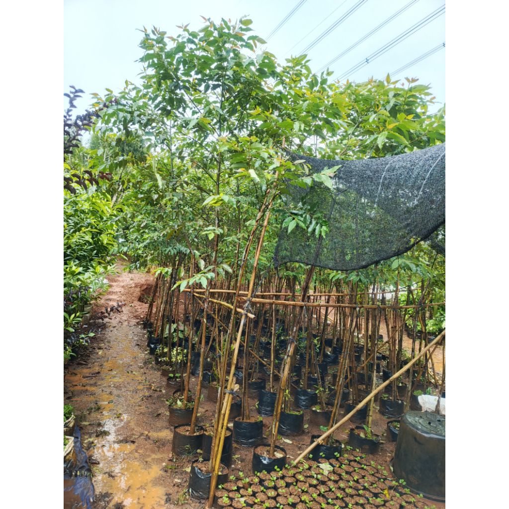 pohon rainbow tinggi 3 meter