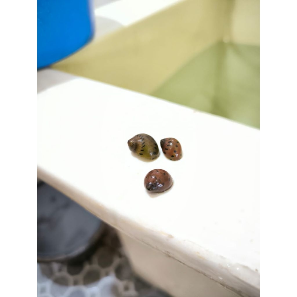 Keong Bawang / Keong Aquascape