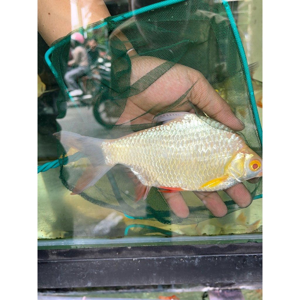 Ikan Kaviat Albino JUMBO nusaena