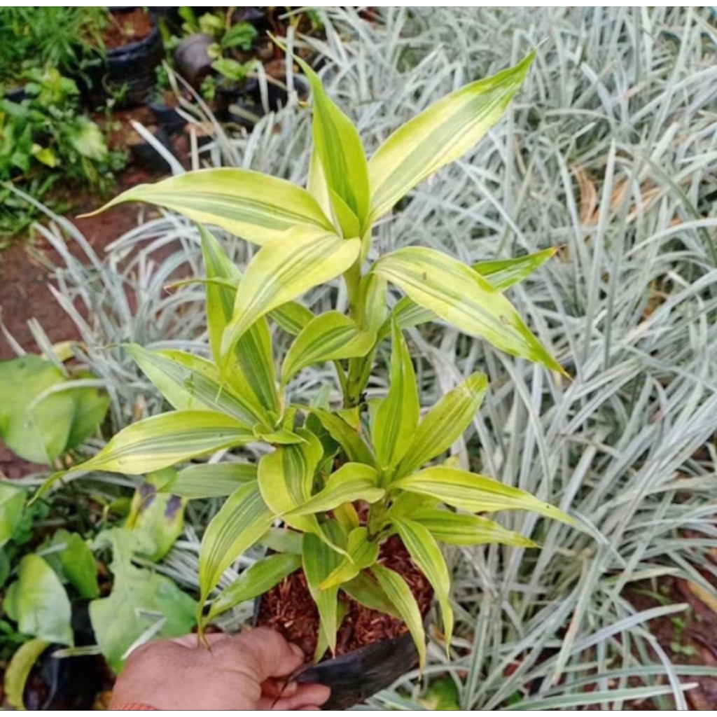 Tanaman hias bambu Hokky golden varigata - bambu hoki Sri rejeki aquascape media air vas bunga