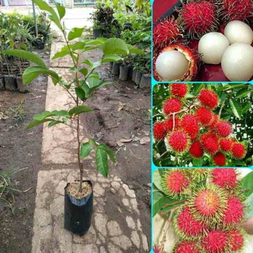 COD BIBIT RAMBUTAN BINJAI OKULASI CEPAT BERBUNGA