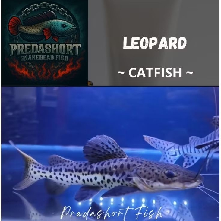 leopard Catfish berkualitas bergaransi