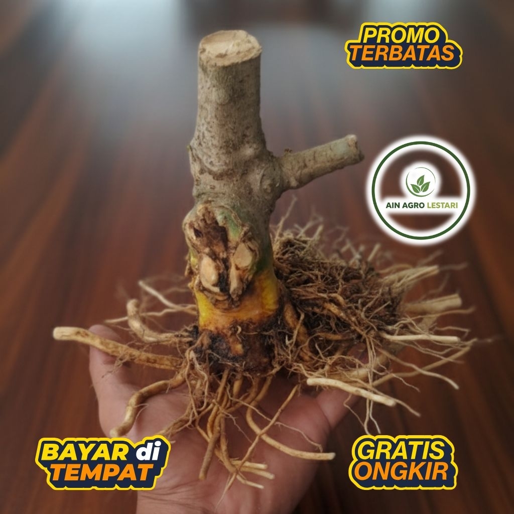 BONGGOL ANTING PUTRI DONGKELAN (BATANG PUTIH) BAHAN BONSAI