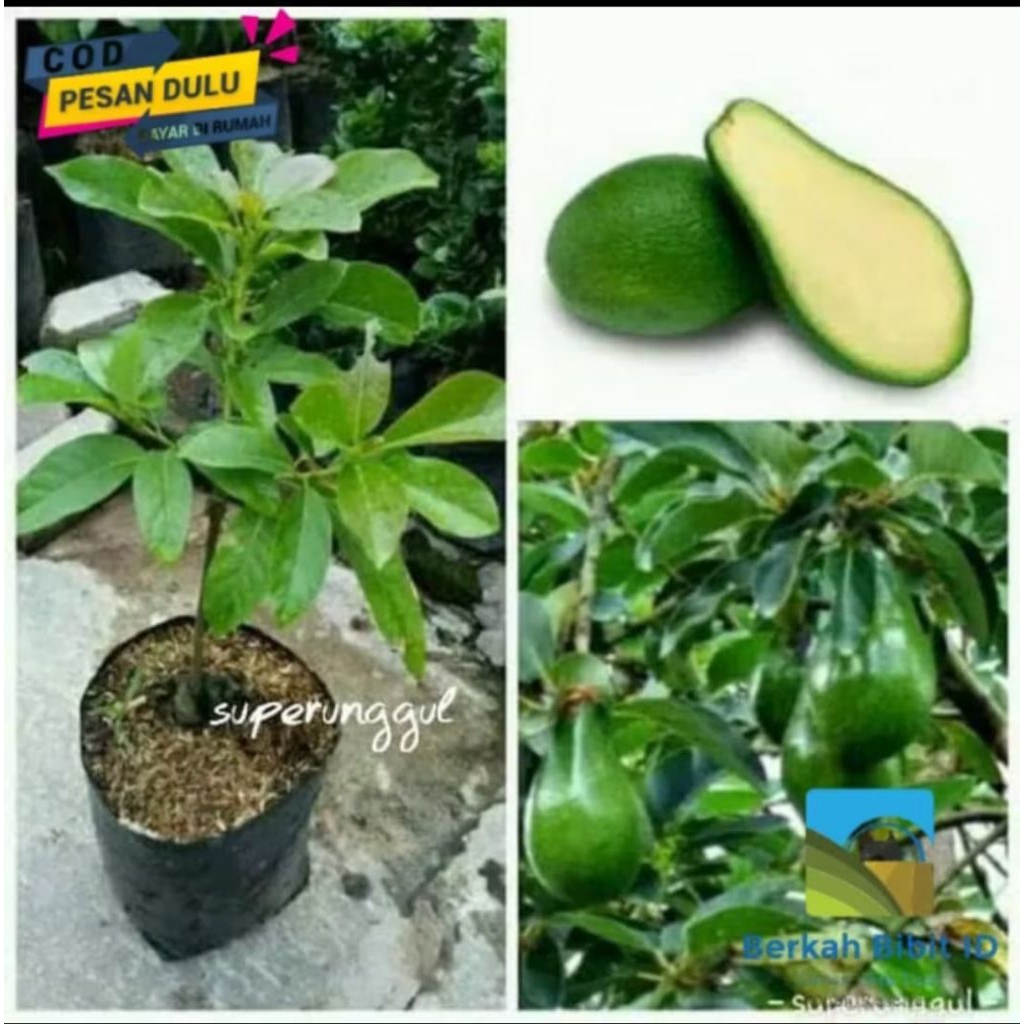 bibit alpukat tanpa biji super unggul