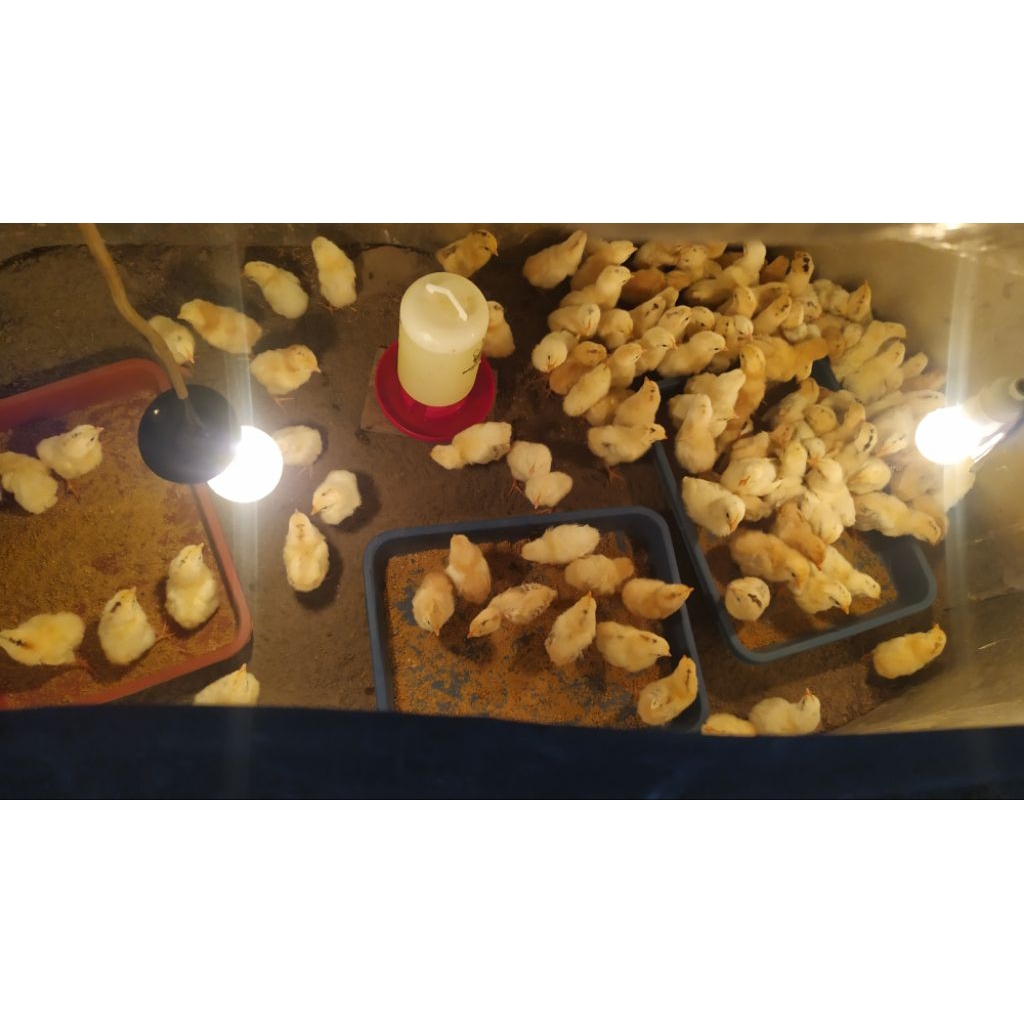 Doc ayam elba, kuntara4 khusus instan, gosend