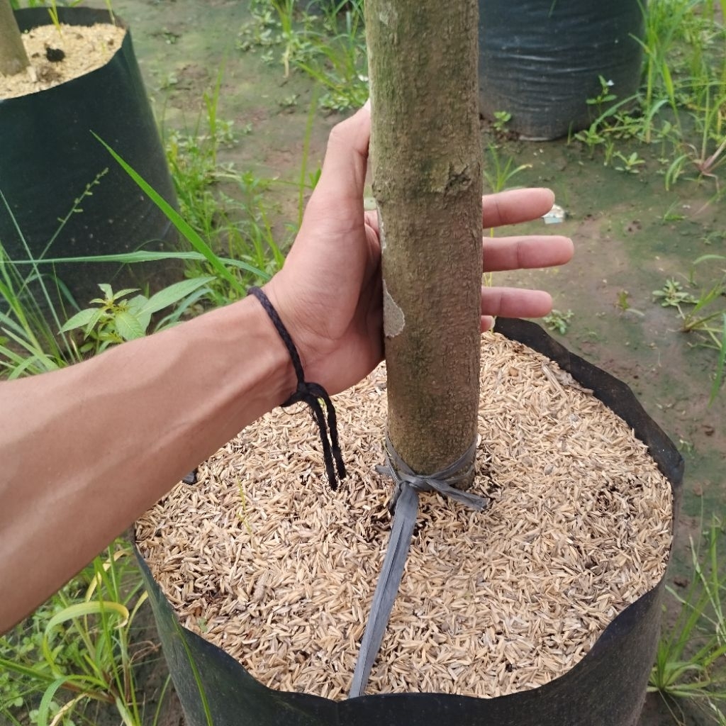 Live bibit Mangga Kombinasi