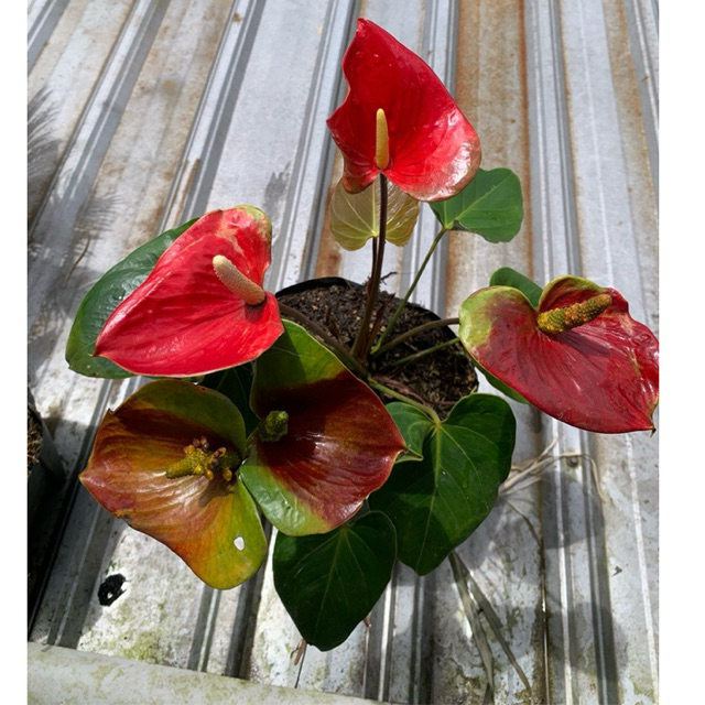 Anthurium presiden andreanum