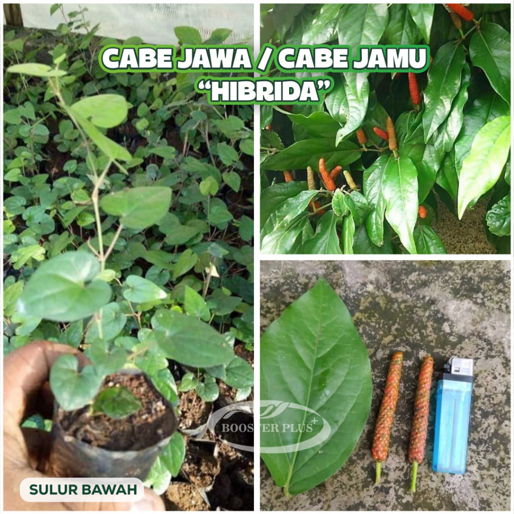 Bibit Cabe Jawa Hibrida (Sulur Bawah) Cabe jamu Cabe Puyang Siap Tanam
