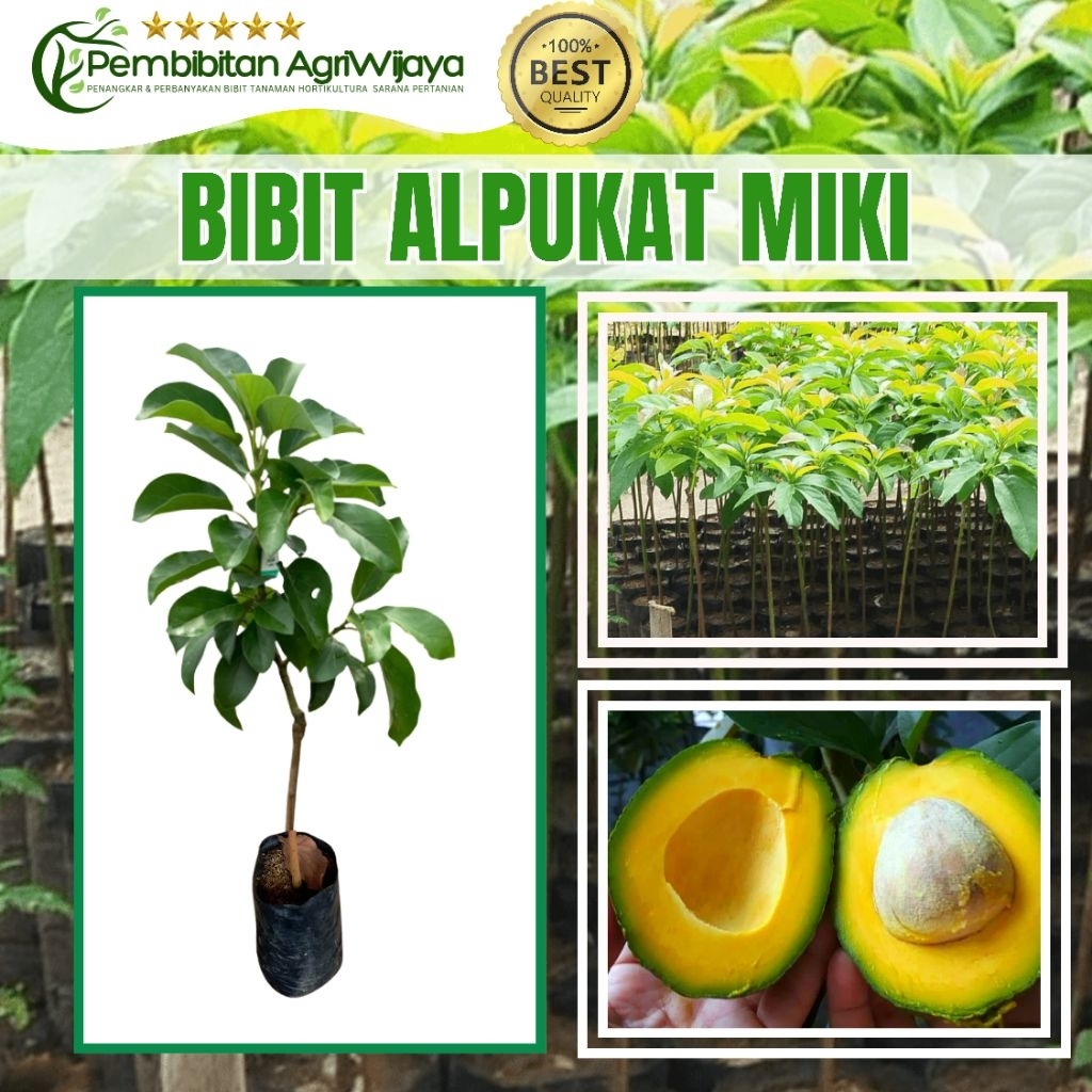 Bibit Alpukat Varietas Miki Cimpeda Bersertifikat Original Okulasi Sambung Pucuk PembibitanAgriWijay