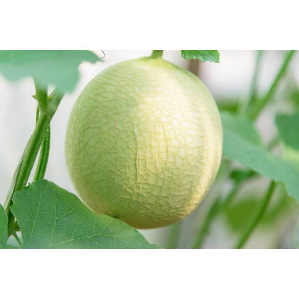 KEBUN INDAH BENIH MELON MADU PUTIH