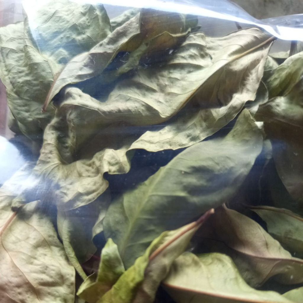 daun salam kering