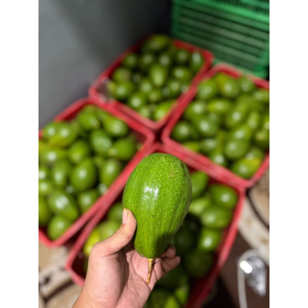 alpukat aligator jumbo 1kg