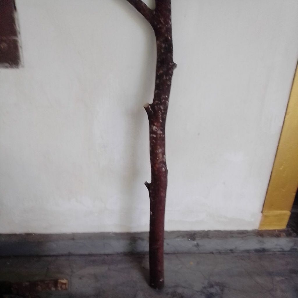 Bahan Tongkat Kayu Cendana Original