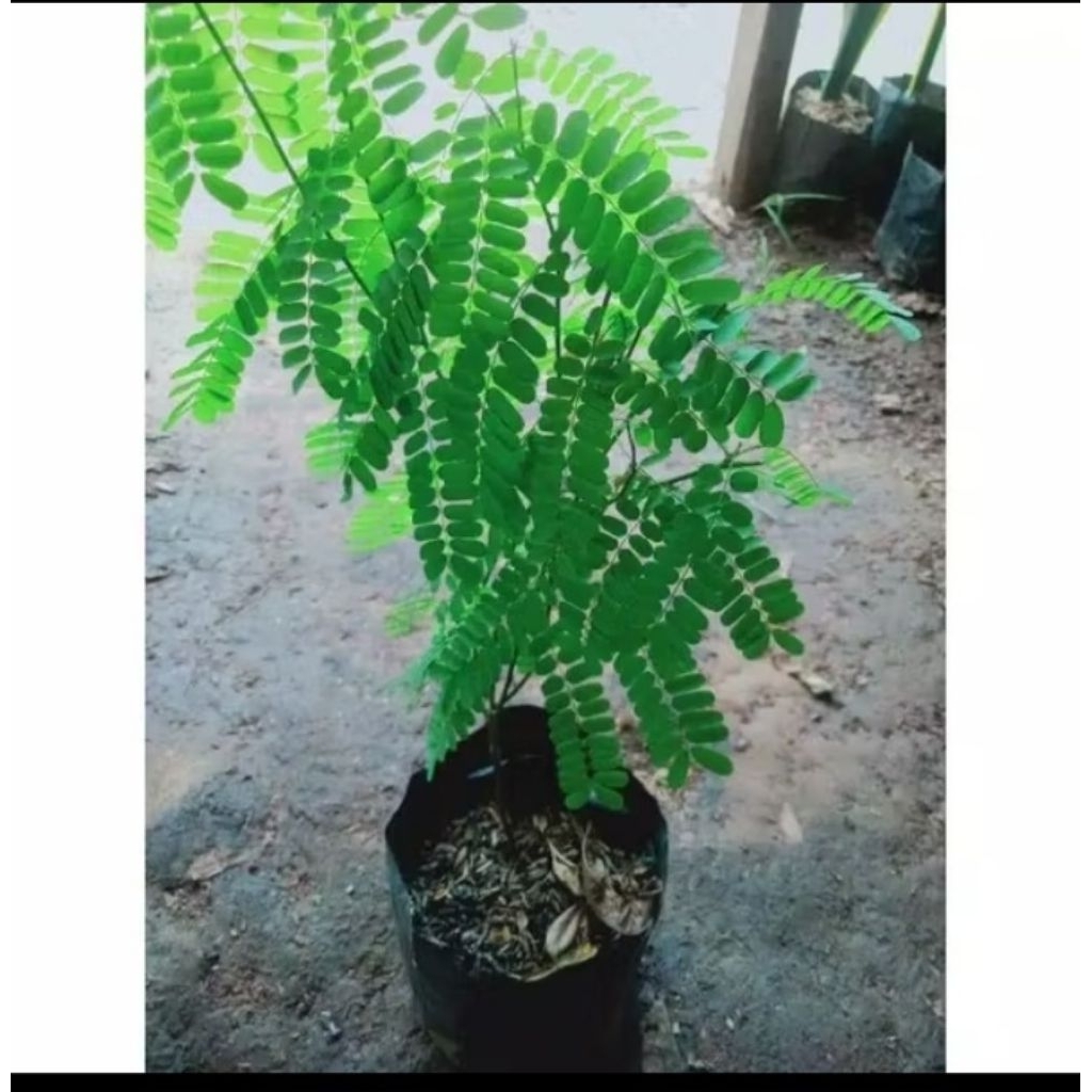 Tanaman herbal saga / Pohon herbal daun saga