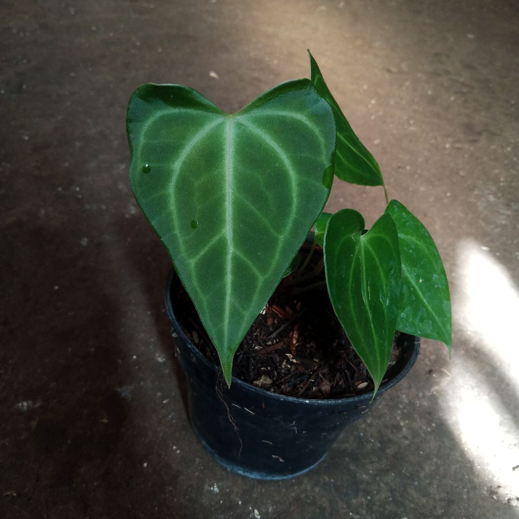 Bibit anthurium clarinervium hybrid