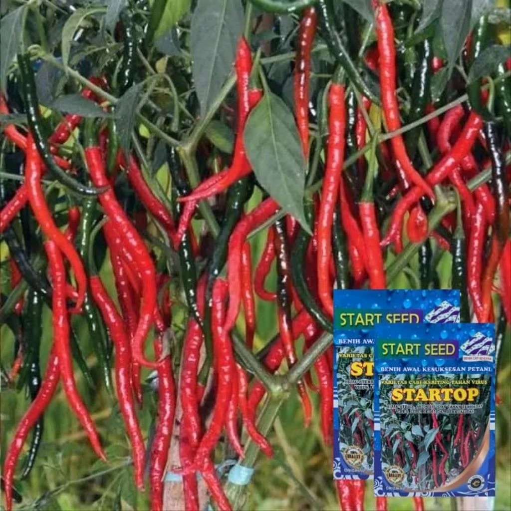 STARTOP Benih Cabe Keriting Tahan Virus Anti Layu Panen 75 Hari Buah Lebat