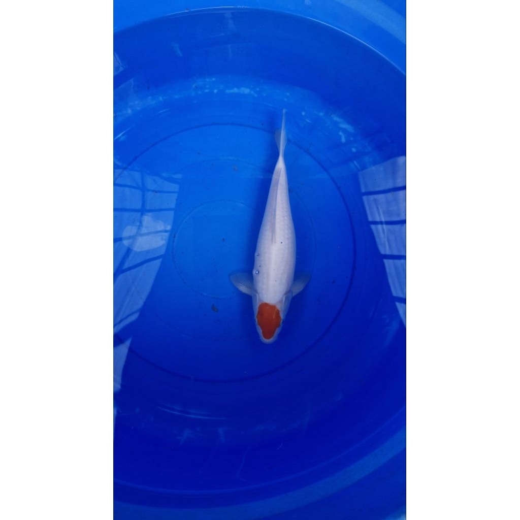 Koi Tancho Kohaku