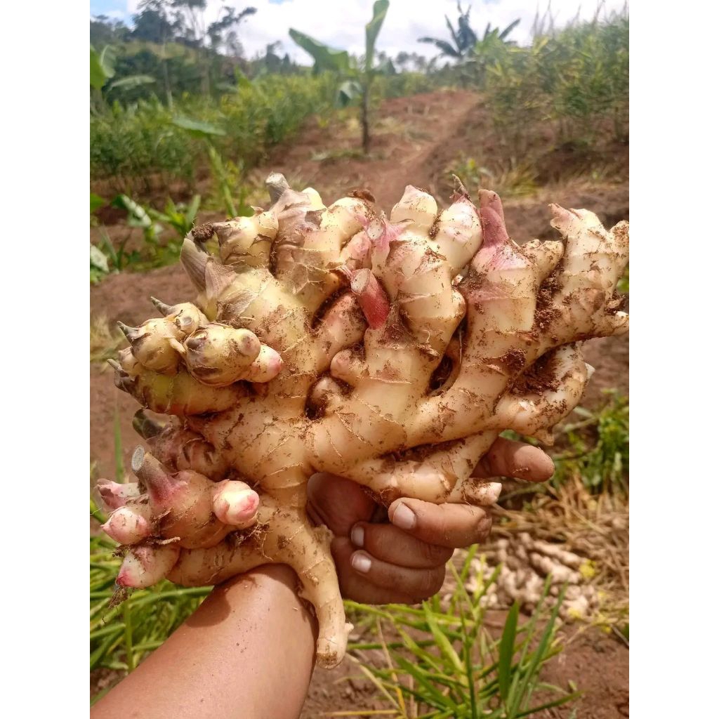 JAHE muda jahe_gajah  super segar 1.KG