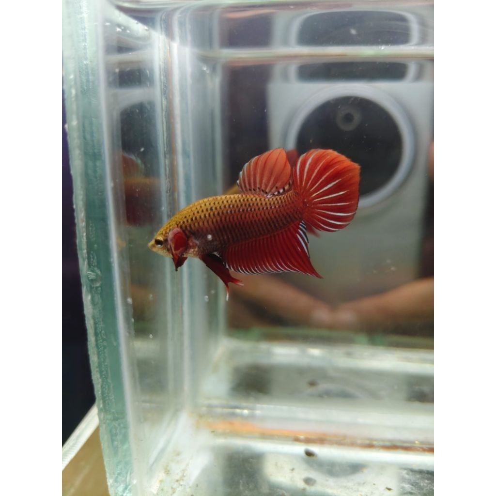 Wild Betta Splendens RED
