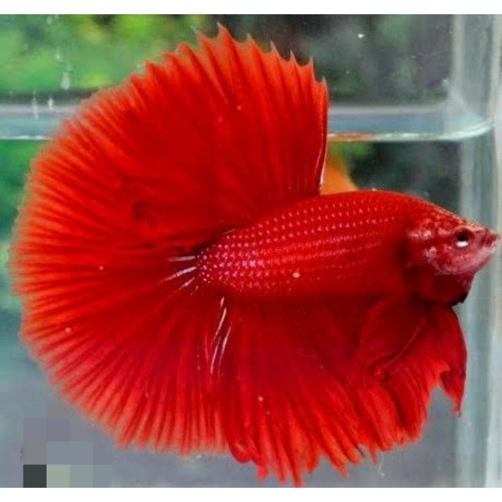 ikan cupang HM solid super red devil terbaru Gred A++ asli thailand .jantan SIZE dewasa ekor lebar
