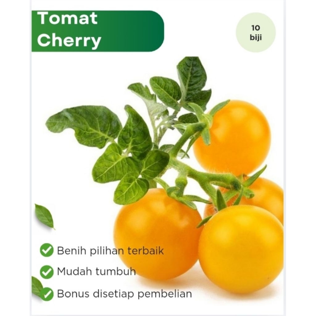 Benih Sayuran Tomat Mini Bibit Tomat Cherry