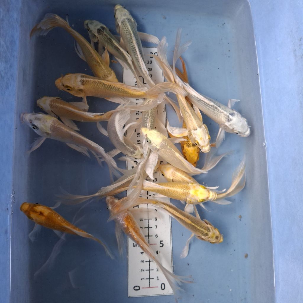 KOI SLAYER SIZE 15 - 20CM KHUSUS INSTAN KURIR MURAH