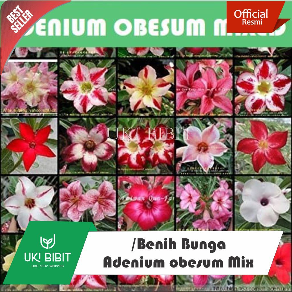 ( 10 Butir ) Benih Biji Bunga Adenium Mix | Adenium Obesum
