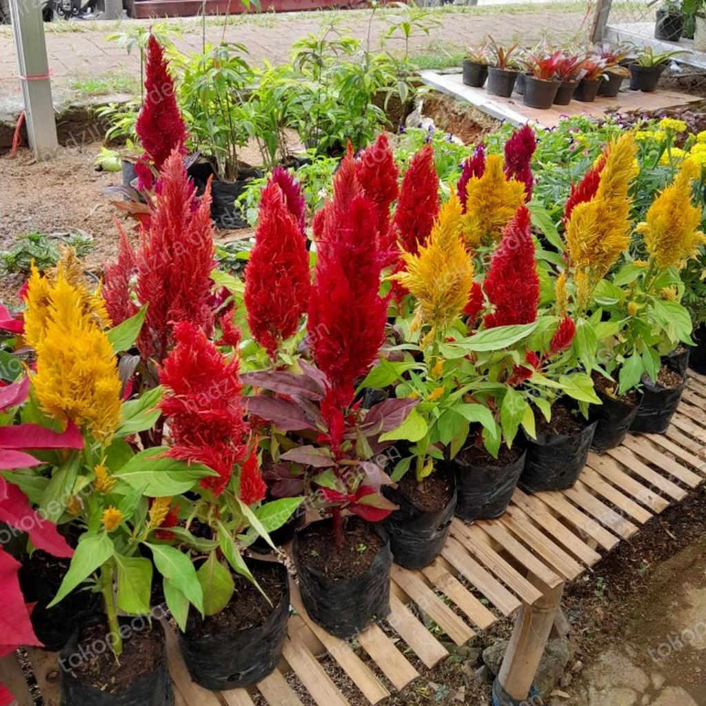 tanaman celosia / jengger ayam