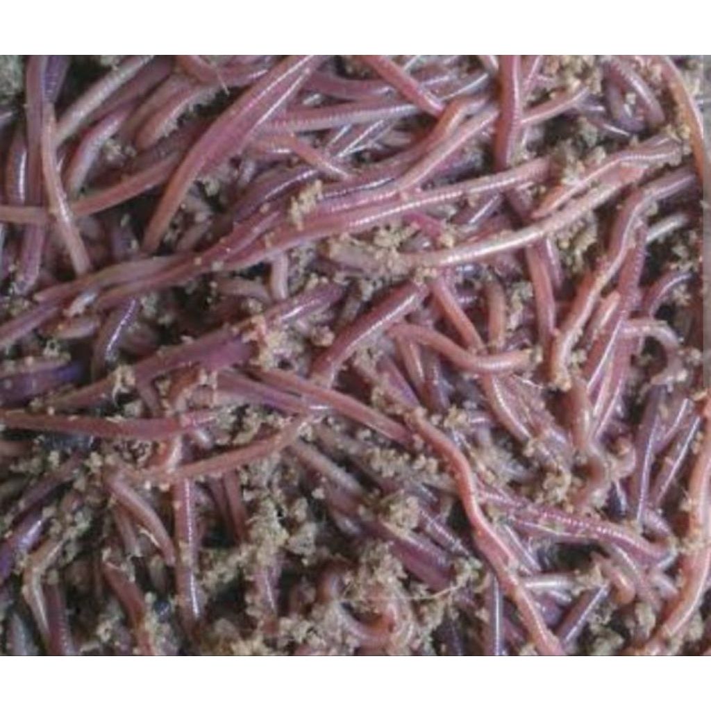 cacing anc cacing tanah merah