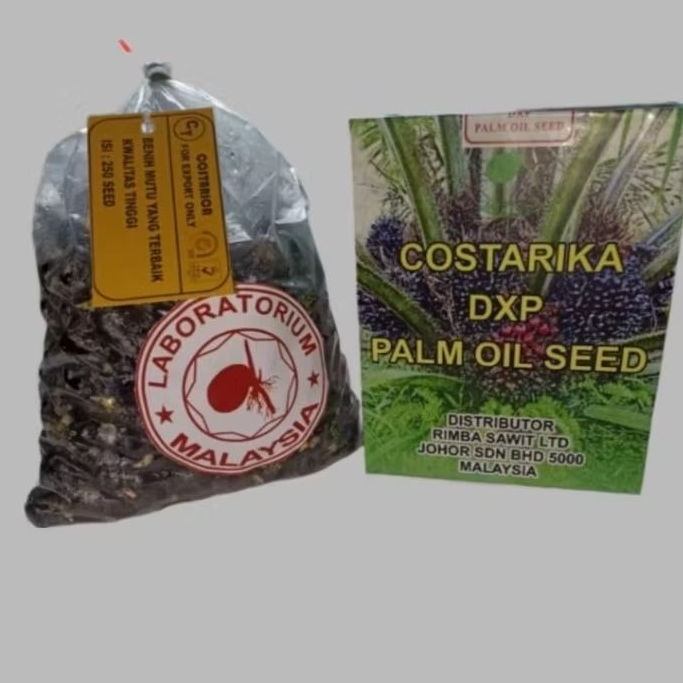 bibit benih kecambah sawit unggul COSTARIKA