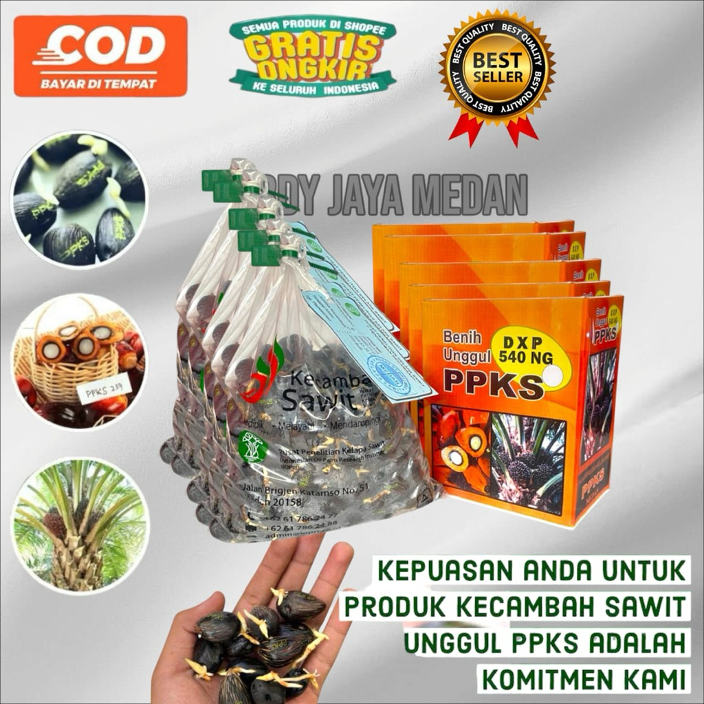 Bibit kecambah sawit Ppks 540 unggul bersertikat 250 butir
