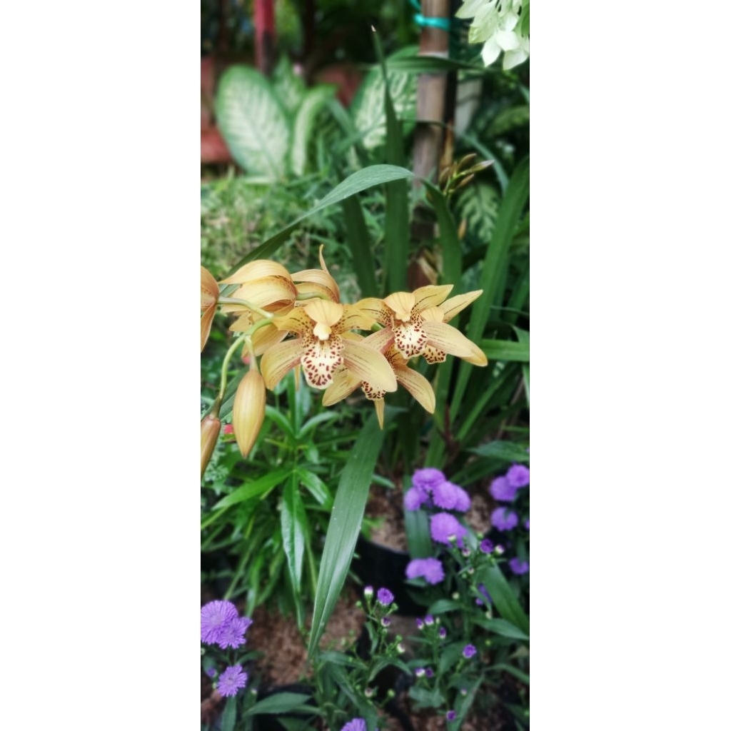 ANGGREK CYMBIDIUM / ANGGREK TANAH CYMBIDIUM / ANGGREK WANGI