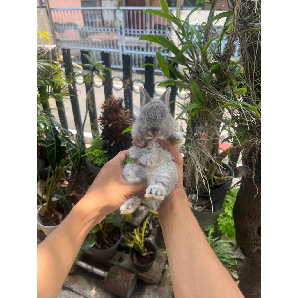 KELINCI HIAS || NETHERLAND DWARF
