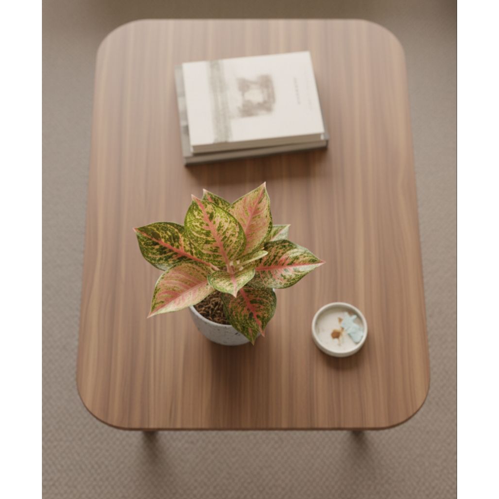 Tanaman Hias Aglaonema Sweet Dream - Tanaman Hias Aglaonema Baby Sweet Dream