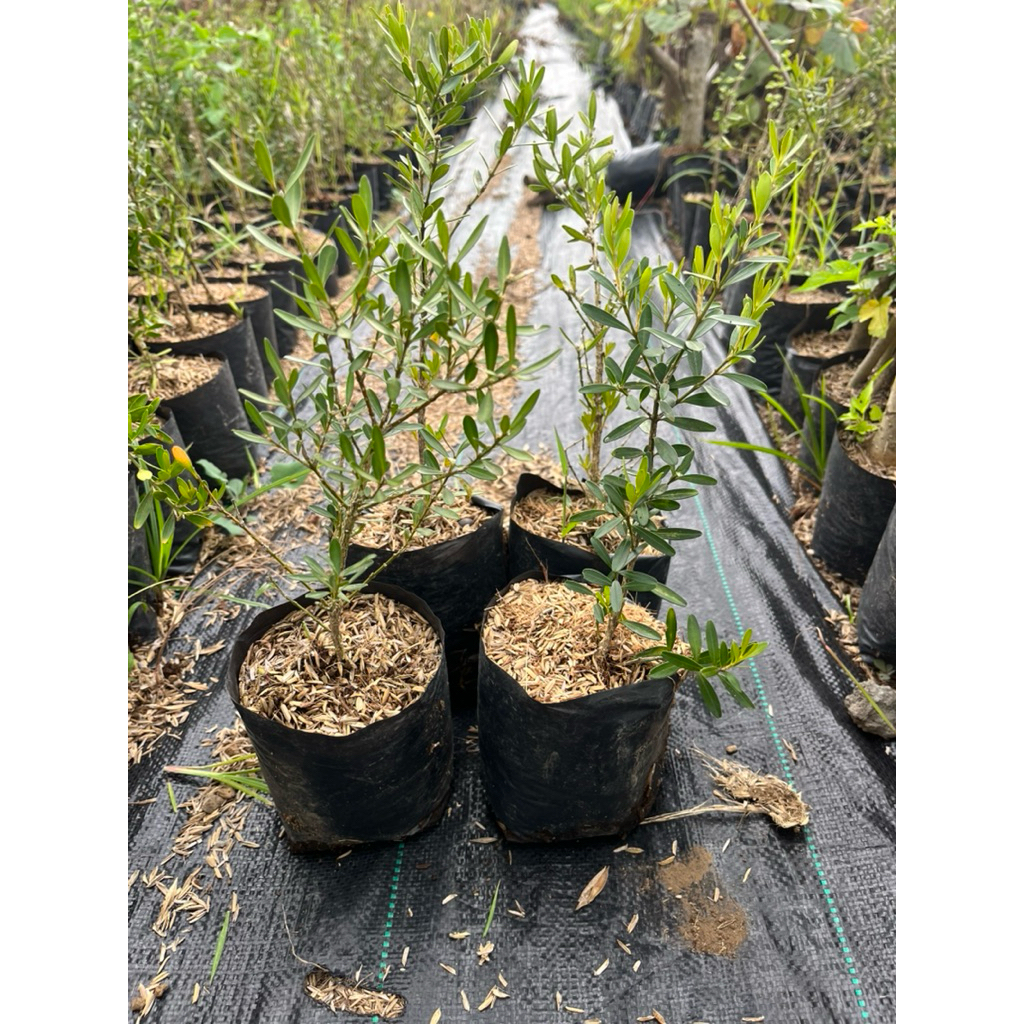 BOXUS HERLANDI BIBIT