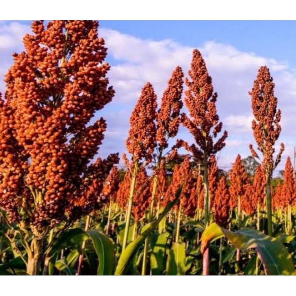 200 BIJI BENIH SORGUM MERAH