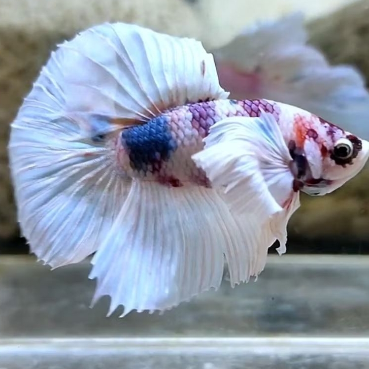 Ikan Cupang Dumbo Ear Multicolor - Warna Cerah, Bentuk Unik, Mutasi Wajah